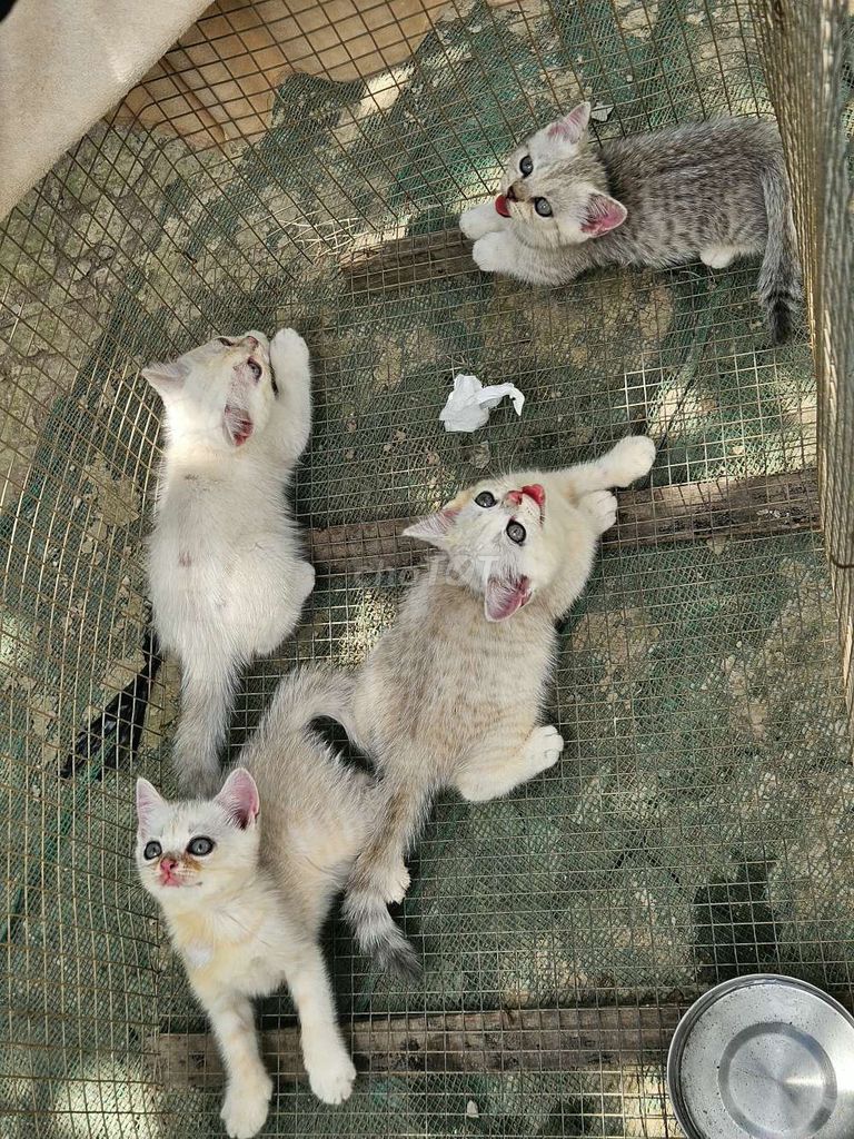 Mèo Anh Lông Ngắn. Mua bán Mèo tại Thành phố Mỹ Tho Tiền Giang được đăng bởi Đạt Mỹ Tho  hình 1