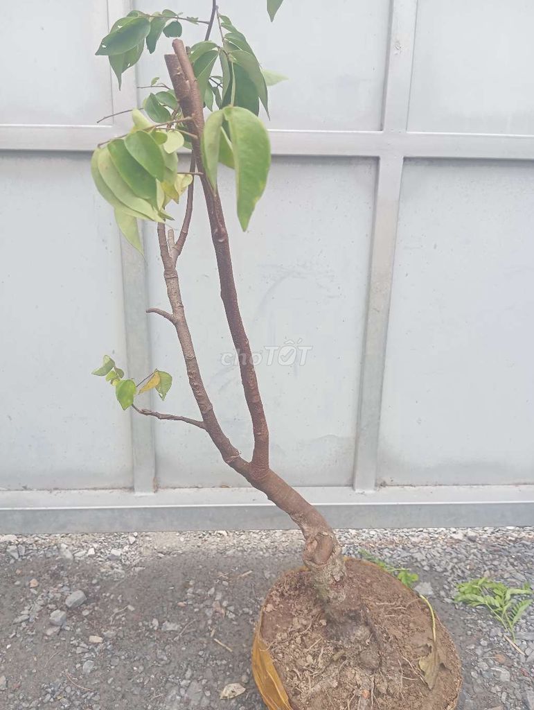 Cây cảnh Khế chua dáng bay gốc nu. Mua bán Cây cảnh, đồ trang trí tại Huyện Củ Chi Tp Hồ Chí Minh được đăng bởi Cây kiểng giá rẻ LT2 hình 1