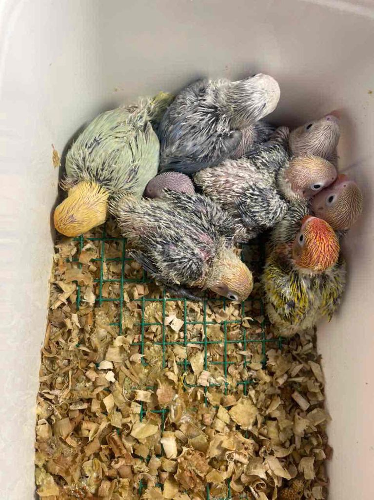 Vẹt lovebird baby