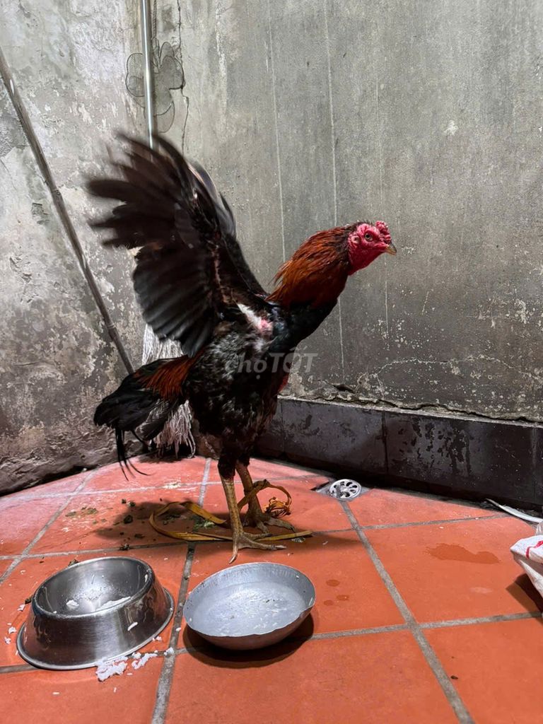 Gà đòn dòng tuyển hơn 4kg dáng vũ nữ bale. Mua bán Gà tại Quận Hoàn Kiếm Hà Nội được đăng bởi viv hình 1