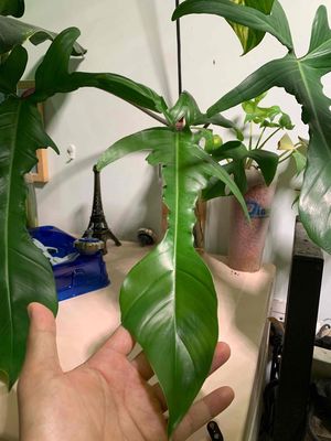 Trầu bà cánh én 40cm. Mua bán Cây cảnh, đồ trang trí tại Quận Gò Vấp Tp Hồ Chí Minh được đăng bởi Triệu