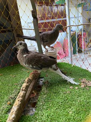 chim cu gáy Malaysia