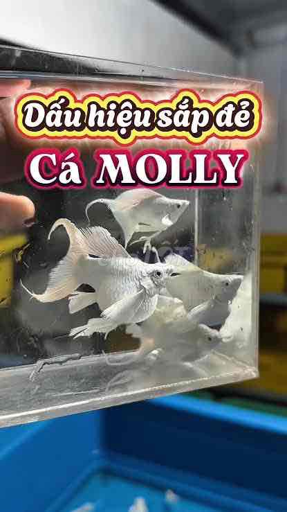 Xin Cá Molly. Mua bán Thú cưng khác tại Thành phố Thuận An Bình Dương được đăng bởi Piu Miu hình 1