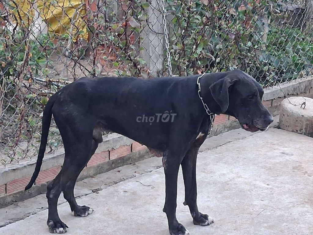 Chó Great Dane đực trên 50ký.BD. Mua bán Chó tại Quận 12 Tp Hồ Chí Minh được đăng bởi Nhân Rottweiler  hình 1