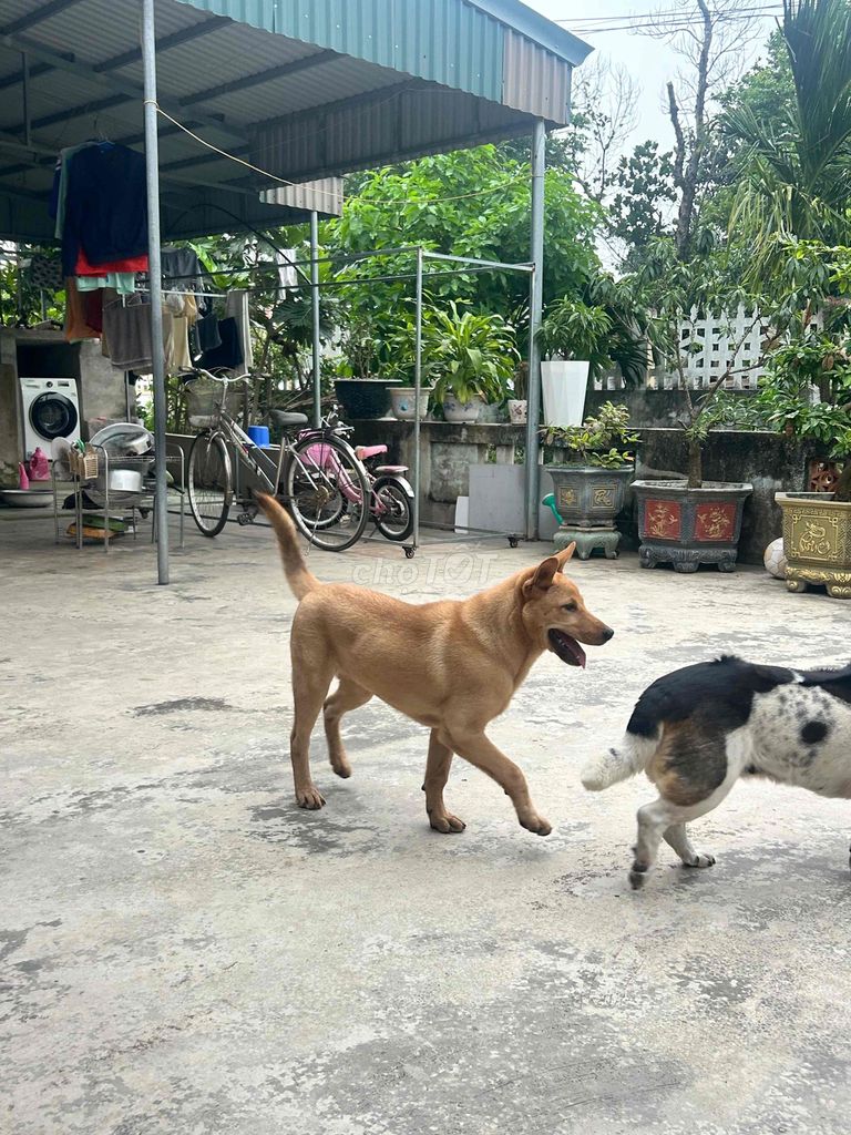 Chó Lai Béc Bỉ - Béc Đức đực 4 tháng. Mua bán Chó tại Huyện Đông Sơn Thanh Hóa được đăng bởi Duy Minh hình 1