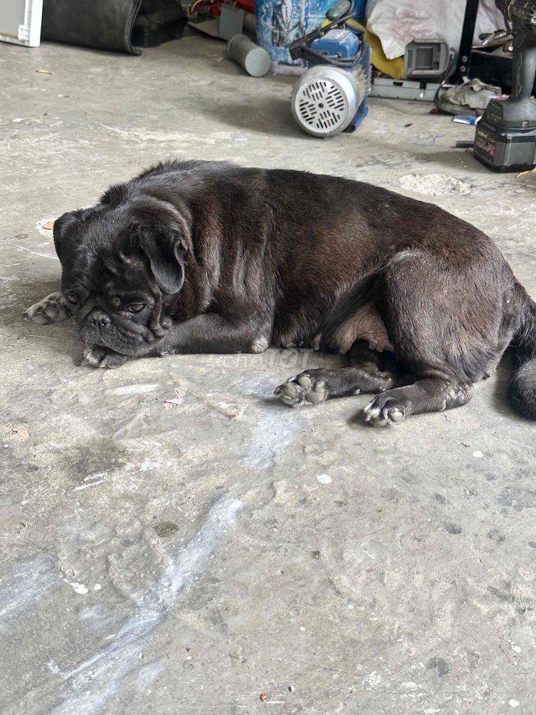 Chó Pug Đen. Mua bán Chó tại Quận Cẩm Lệ Đà Nẵng được đăng bởi Nguyễn Xuân Trường hình 1