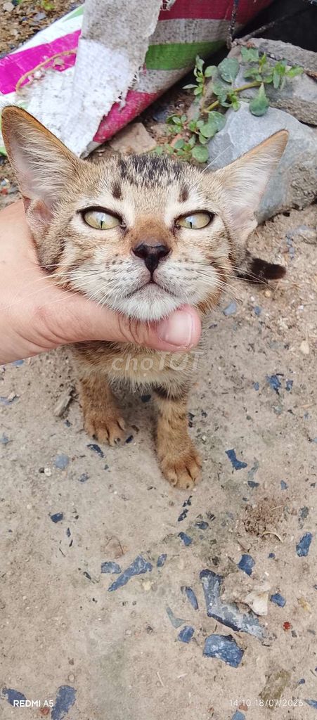 Mèo Bengal lai rừng Đực cái Vằn. Mua bán Mèo tại Quận 1 Tp Hồ Chí Minh được đăng bởi Cao Minh Đạt hình 1
