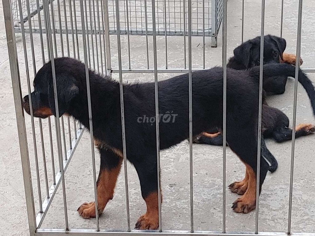 Rottweiler Baby.. Mua bán Chó tại Thành phố Phan Thiết Bình Thuận được đăng bởi Nhân Rottweiler  hình 4