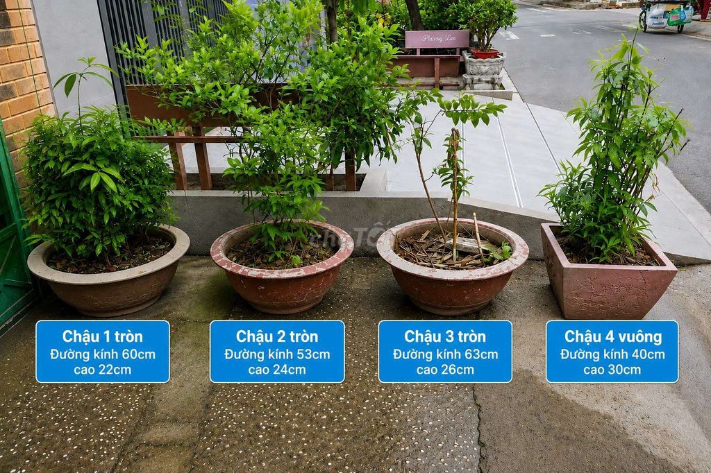 Chậu cây cảnh Đất nung Nâu có đất cây sẵn . Mua bán Cây cảnh, đồ trang trí tại Quận 8 Tp Hồ Chí Minh được đăng bởi minh  gia hình 1