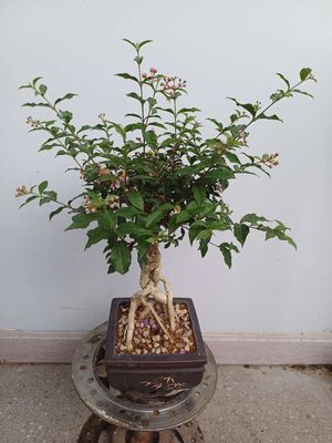 Hồng ngọc mai rễ nôm chân dài siêu..dễ thương. Mua bán Cây cảnh, đồ trang trí tại Quận Tân Bình Tp Hồ Chí Minh được đăng bởi Bonsai và Chậu xưa
