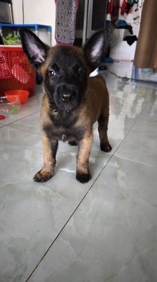 Chó Becgie Nâu vàng/Nâu đỏ