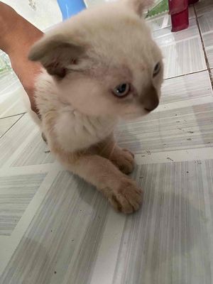 cần bán mèo. Mua bán Mèo tại Quận Sơn Trà Đà Nẵng được đăng bởi Bi Nơ