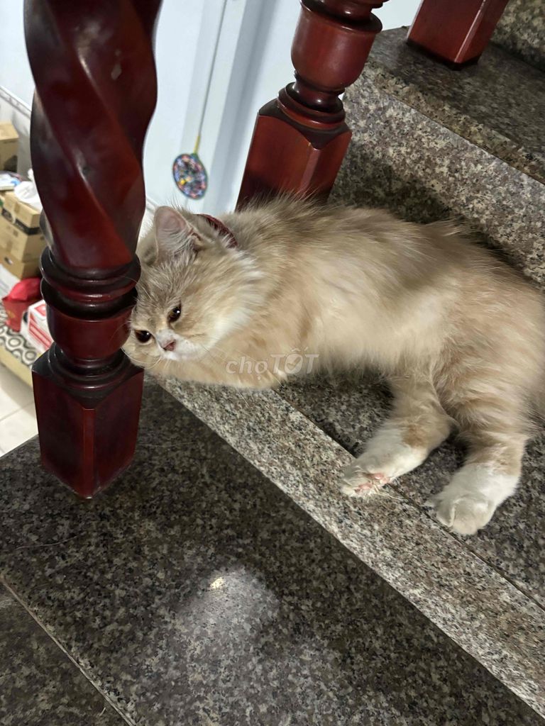 Mèo ba tư lai Anh lông dài chưa từng sinh sản. Mua bán Mèo tại Quận 12 Tp Hồ Chí Minh được đăng bởi Lộc hình 1