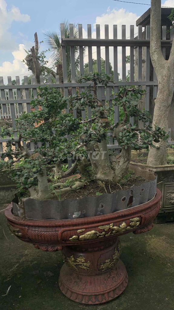 Cây cảnh Bonsai Gốm sứ Nâu đỏ. Mua bán Cây cảnh, đồ trang trí tại Huyện Châu Đức Bà Rịa - Vũng Tàu được đăng bởi nghieu hình 1