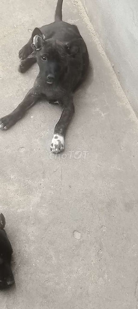 Phú Quốc. Mua bán Chó tại Huyện Bàu Bàng Bình Dương được đăng bởi Thú Cưng hình 5