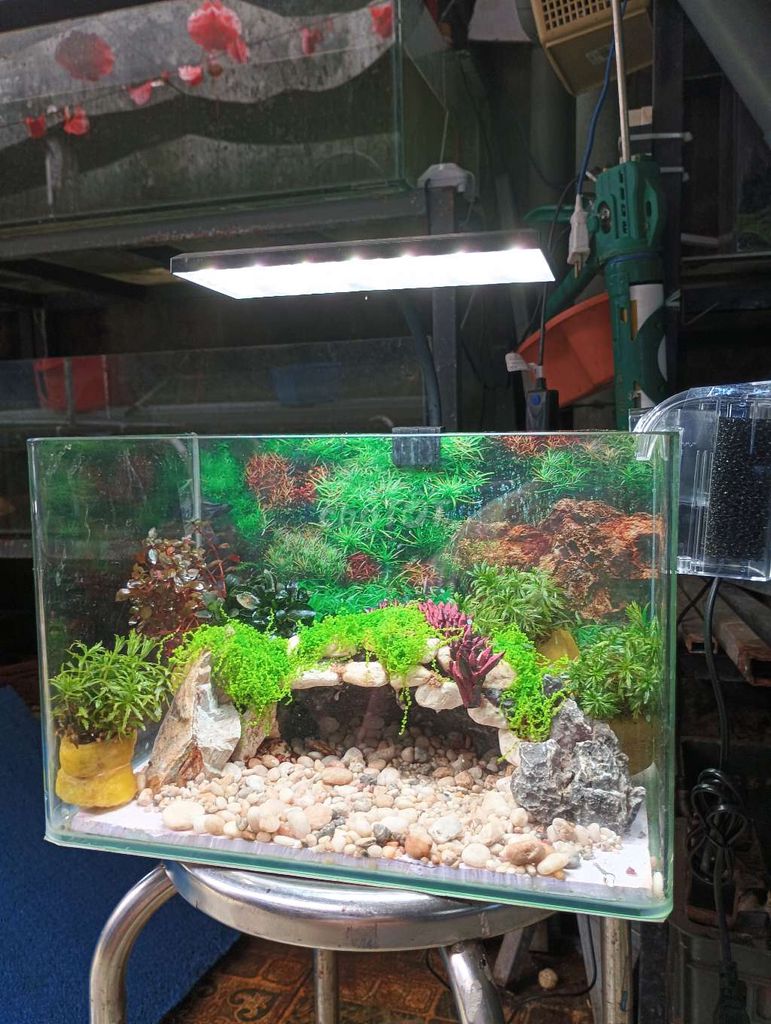 hồ mini để bàn. Mua bán Phụ kiện, Thức ăn, Dịch vụ tại Quận Liên Chiểu Đà Nẵng được đăng bởi Trương Ngân Hà hình 1