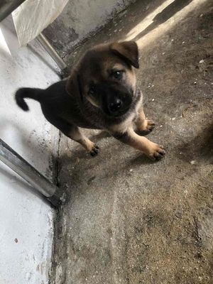 cần rã đàn cún gần 2 tháng tuổi. Mua bán Chó tại Huyện Bàu Bàng Bình Dương được đăng bởi Trà My Nguyễn