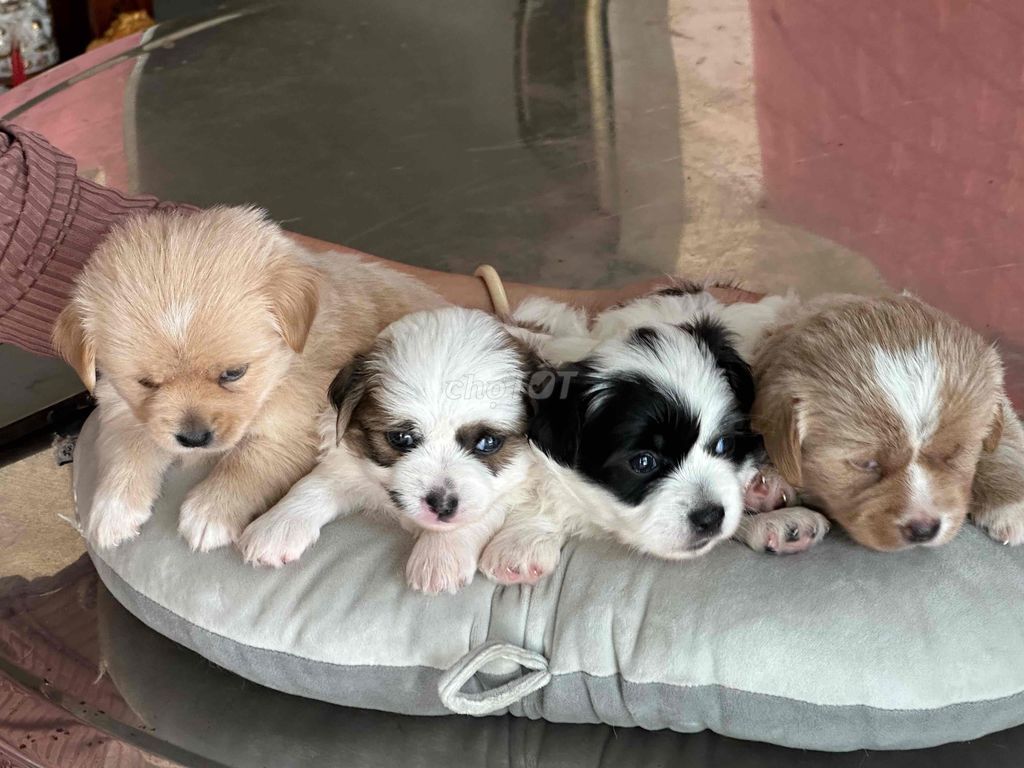 Chó Nhật lai mini. Mua bán Chó tại Quận Bình Tân Tp Hồ Chí Minh được đăng bởi Cá hình 1