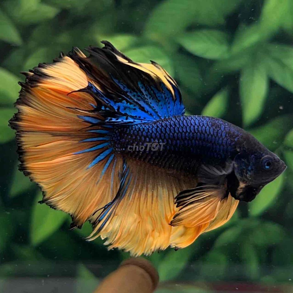 cá Betta Halfmoon. Mua bán Thú cưng khác tại Huyện Hóc Môn Tp Hồ Chí Minh được đăng bởi Cậu Ba Betta  hình 5