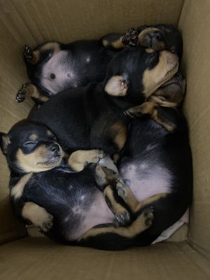 Chó Phốc hươu đen 2 tháng tuổi