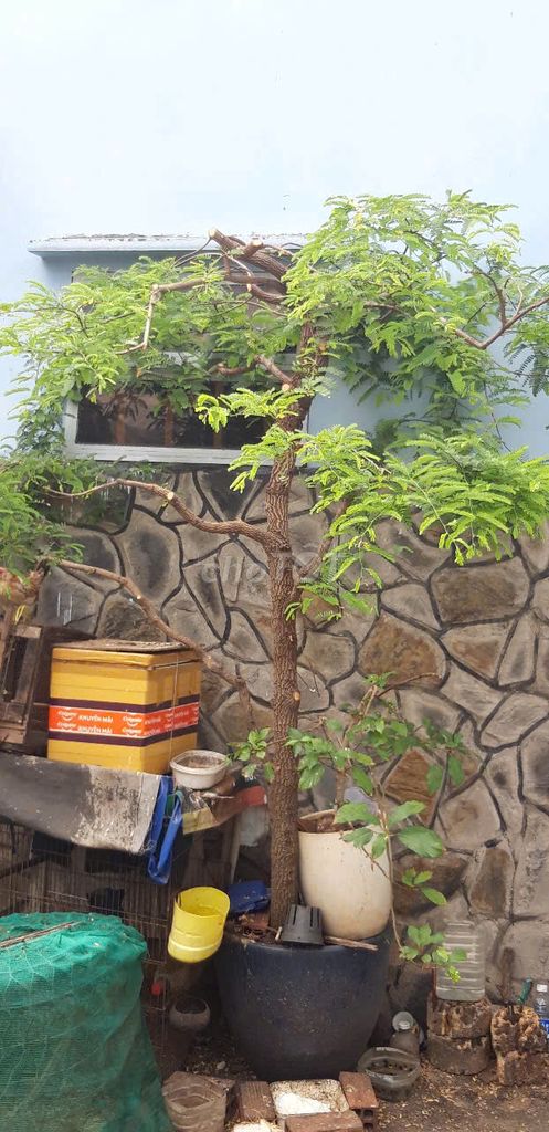 Bán cây cảnh. Mua bán Cây cảnh, đồ trang trí tại Quận Gò Vấp Tp Hồ Chí Minh được đăng bởi Hiển hình 1
