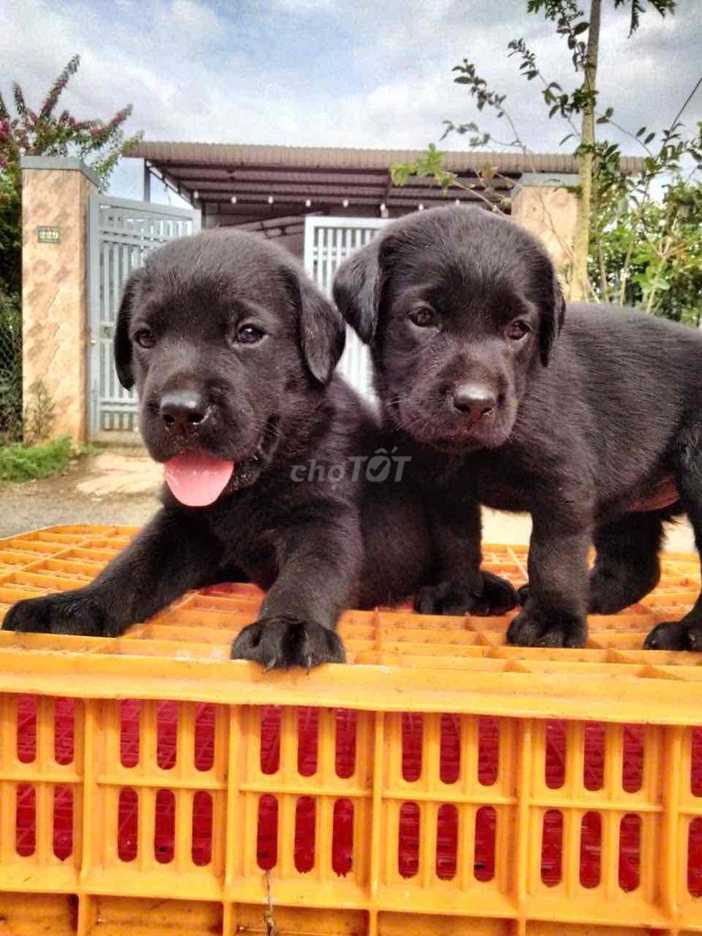 Labrador thuần chủng tìm bát mới ☘️☘️☘️. Mua bán Chó tại Thành phố Thủ Đức Tp Hồ Chí Minh được đăng bởi Huyền chip hình 3