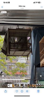 Dinh te bo to dep chim xảy mới lum chiều hum qua. Mua bán Chim tại Thành phố Thuận An Bình Dương được đăng bởi Hoang van long