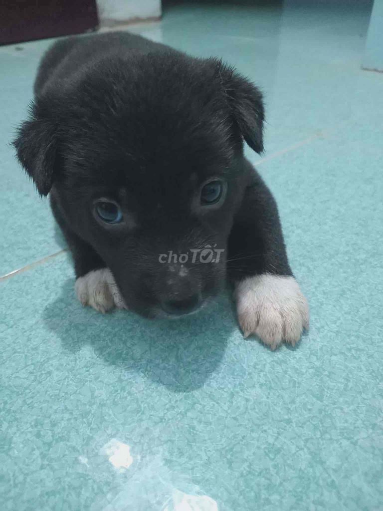 chó cỏ đen đực, bé xám là cái ở đà nẵng. Mua bán Chó tại Huyện Hòa Vang Đà Nẵng được đăng bởi Xuân Lộc hình 1