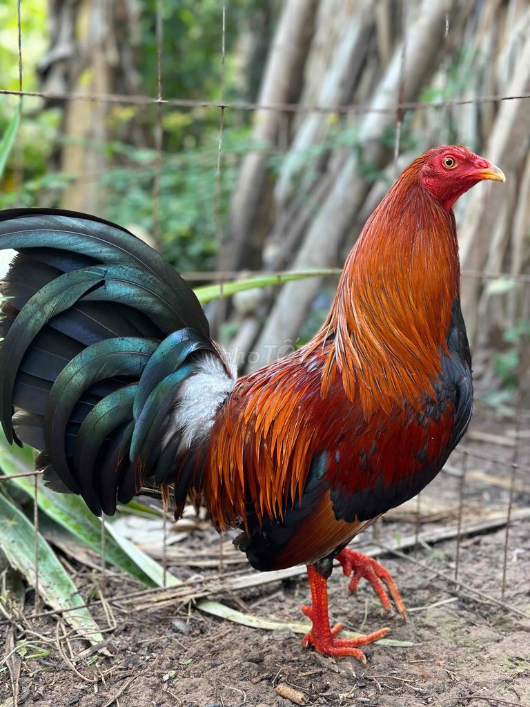 Cuban swt 1kg400 yếu trụ thanh lí. Mua bán Gà tại Huyện Càng Long Trà Vinh được đăng bởi Quốc Huy hình 1