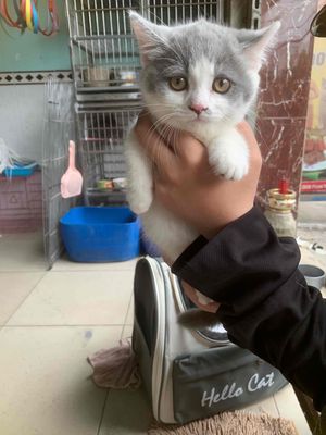 chó poodle ❤️ mèo anh thuần chủng ❤️💙💚 đủ màu