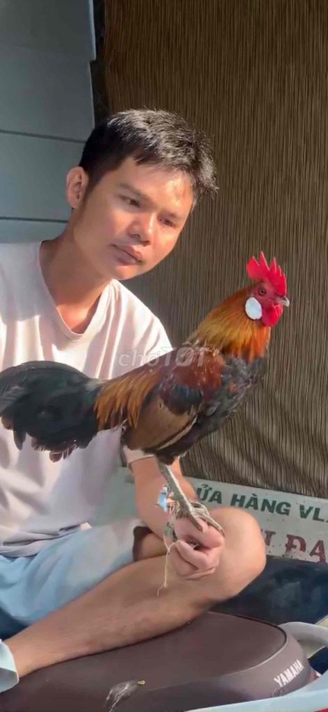 Gà mồi trống Mã vàng. Mua bán Gà tại Huyện Tịnh Biên An Giang được đăng bởi anh bộ đội hình 1
