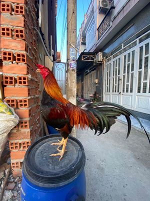 Gà chọi tơ 2.5kg trạng 2kg7