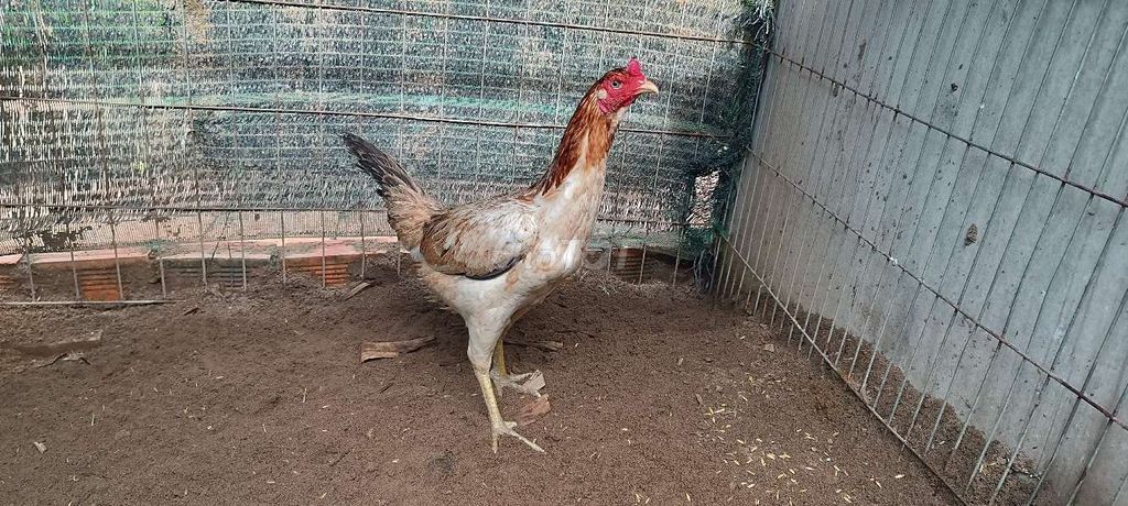 Mái vàng tơ 2kg3 đang rớt so. Mua bán Gà tại Huyện Cai Lậy Tiền Giang được đăng bởi Thịnh Cai Lậy Tiền Giang hình 1