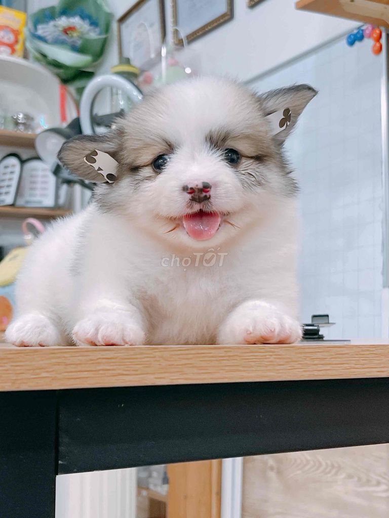 Chó Phốc Sóc lai Corgi Cái, Đực. Mua bán Chó tại Thành phố Vĩnh Long Vĩnh Long được đăng bởi Bình hình 1