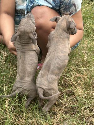 phú quốc màu vện blue độc lạ