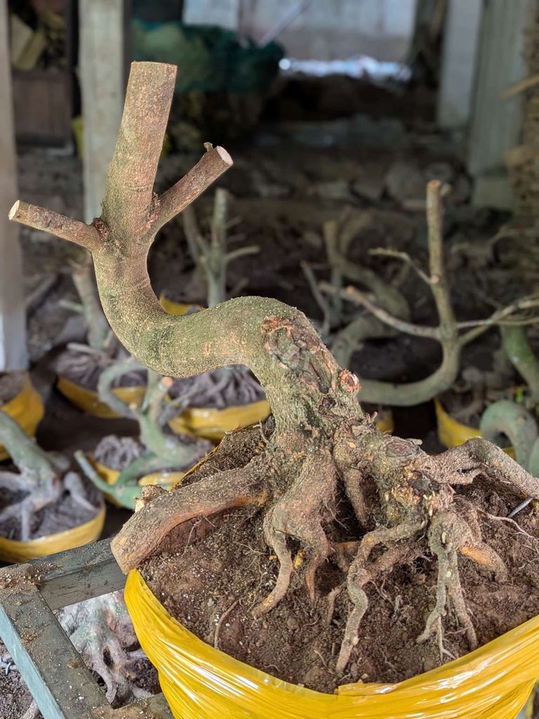 Mai vàng Đồng Tháp. Mua bán Cây cảnh, đồ trang trí tại Huyện Thanh Bình Đồng Tháp được đăng bởi Phạm Trung Kiên hình 1