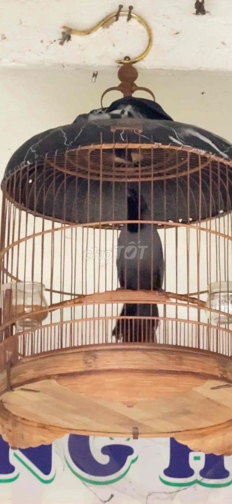 Chim Sumo Đen. Mua bán Chim tại Quận Ngô Quyền Hải Phòng được đăng bởi Trương Gia Huy hình 1