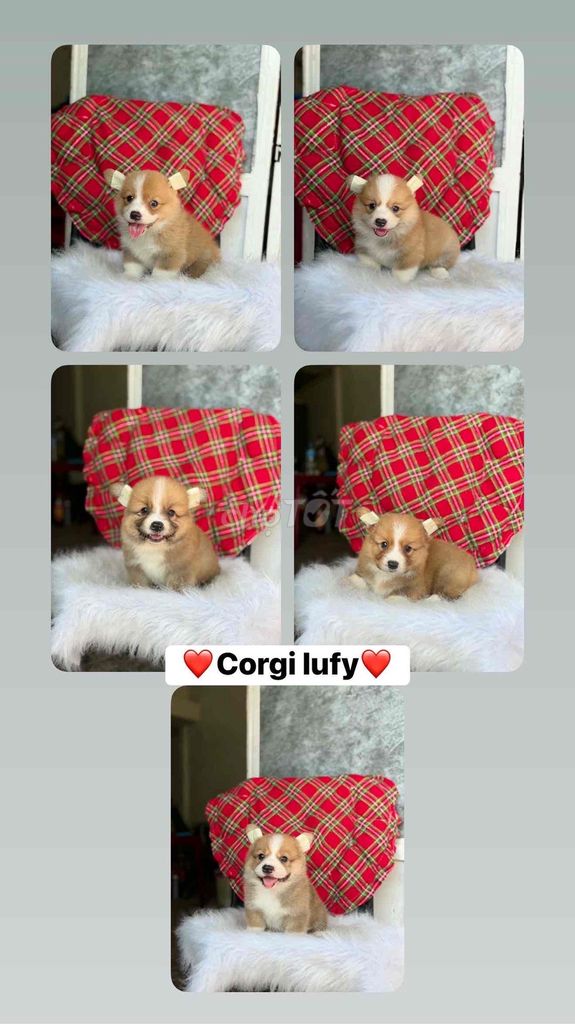 Chó Corgi thuần chủng Nâu trắng. Mua bán Chó tại Thành phố Mỹ Tho Tiền Giang được đăng bởi Mẫnn Mẫnn hình 1