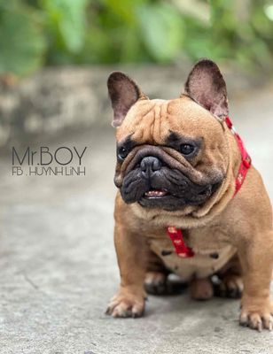 Bull pháp thuần chủng 100% hcm. Mua bán Chó tại Huyện Hóc Môn Tp Hồ Chí Minh được đăng bởi Lâm