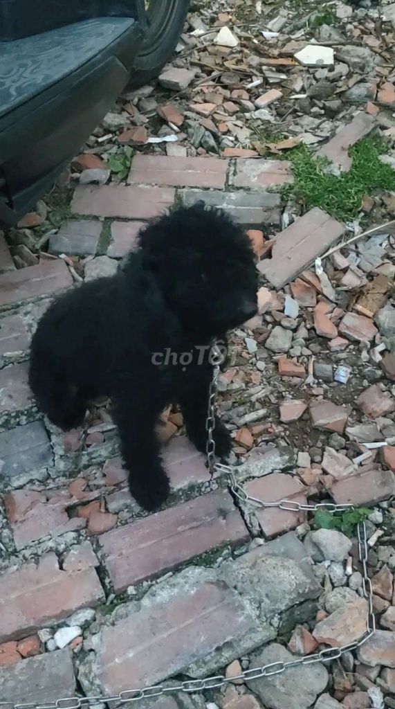 Chó Poodle đen 2 tuổi. Mua bán Chó tại Thành phố Biên Hòa Đồng Nai được đăng bởi Bà Hai Mau hình 1