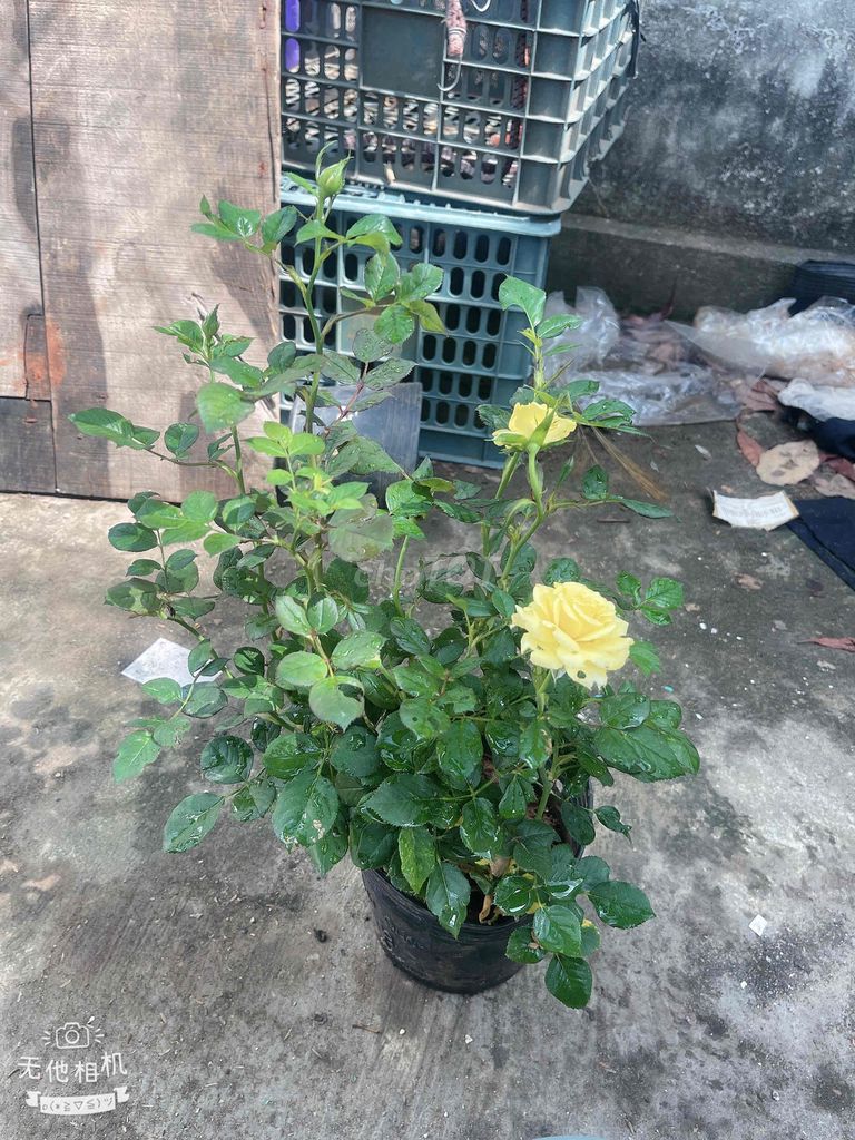 Cây cảnh Hoa hồng nhiều màu 7 chậu. Mua bán Cây cảnh, đồ trang trí tại Quận Liên Chiểu Đà Nẵng được đăng bởi MingMing hình 1