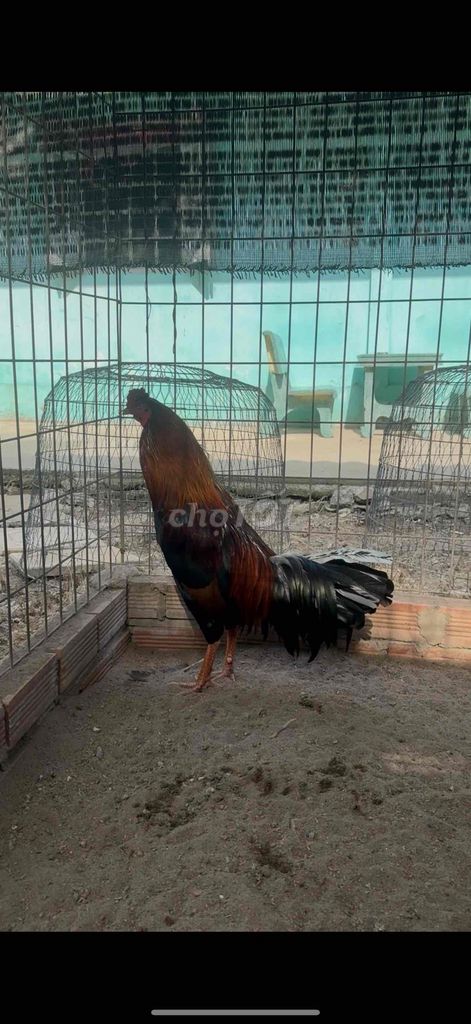 2kg880 trạng chơi 3 kg nha. Mua bán Gà tại Huyện Gò Công Tây Tiền Giang được đăng bởi Trần Chí Cường hình 1