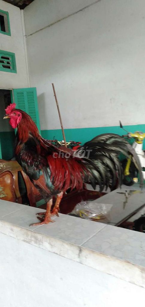 Gà trống 3.2kg Đỏ đen. Mua bán Gà tại Huyện Phong Điền Cần Thơ được đăng bởi Ký cần Thơ  hình 1