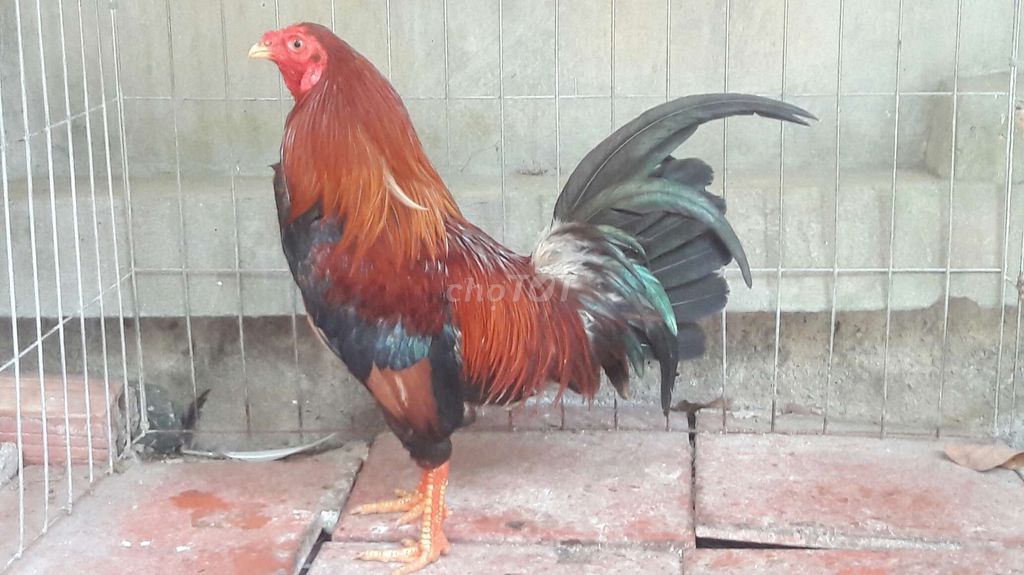 Tre 1,4kg. Mua bán Gà tại Huyện Long Hồ Vĩnh Long được đăng bởi BA KHOA hình 1