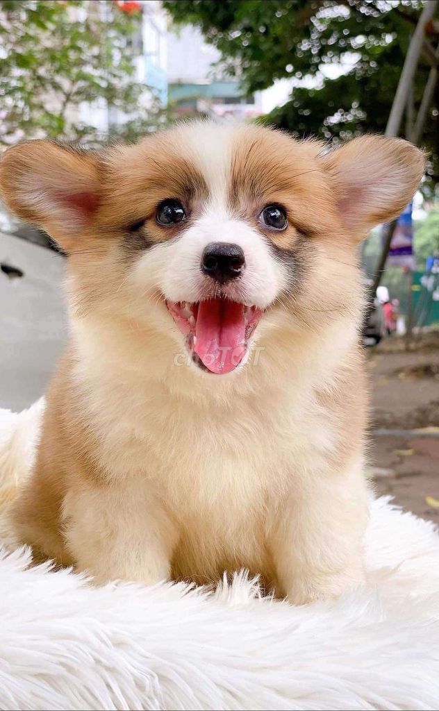 mông bự cogi siêu cute. Mua bán Chó tại Quận Hoàng Mai Hà Nội được đăng bởi Khánh My  hình 1