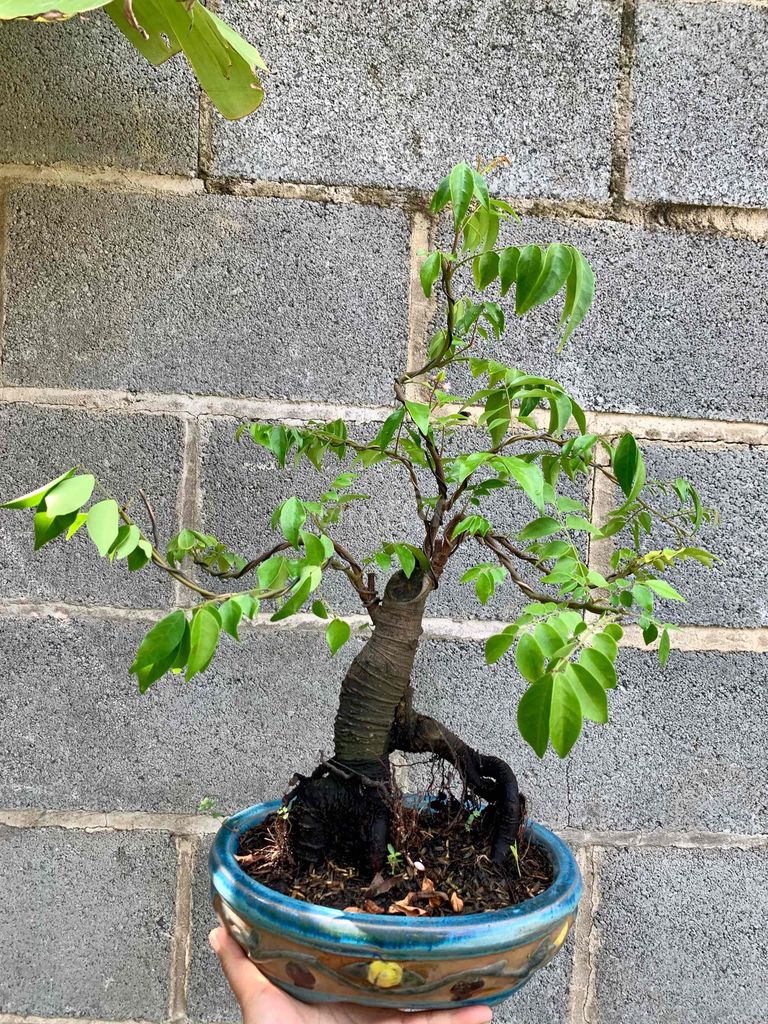 khế chua ghép khế Nhật siêu bông trái quanh năm. Mua bán Cây cảnh, đồ trang trí tại Huyện Trảng Bàng Tây Ninh được đăng bởi Tuyết Tuyết hình 1