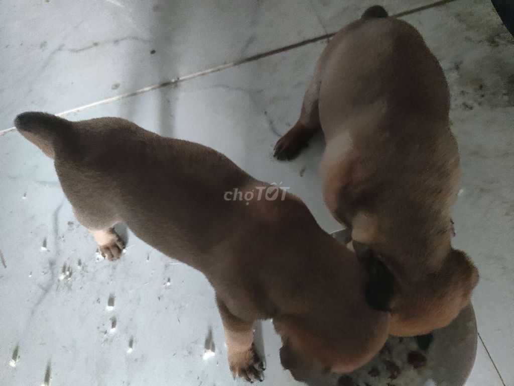 Chó con màu Nâu. Mua bán Chó tại Thị xã Bến Cát Bình Dương được đăng bởi Châu Tuấn hình 1
