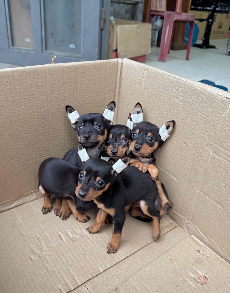 Chó Fox Hươu tại 22 nhơn hoà 9. Mua bán Chó tại Quận Cẩm Lệ Đà Nẵng được đăng bởi Anh Pet Shop hình 1