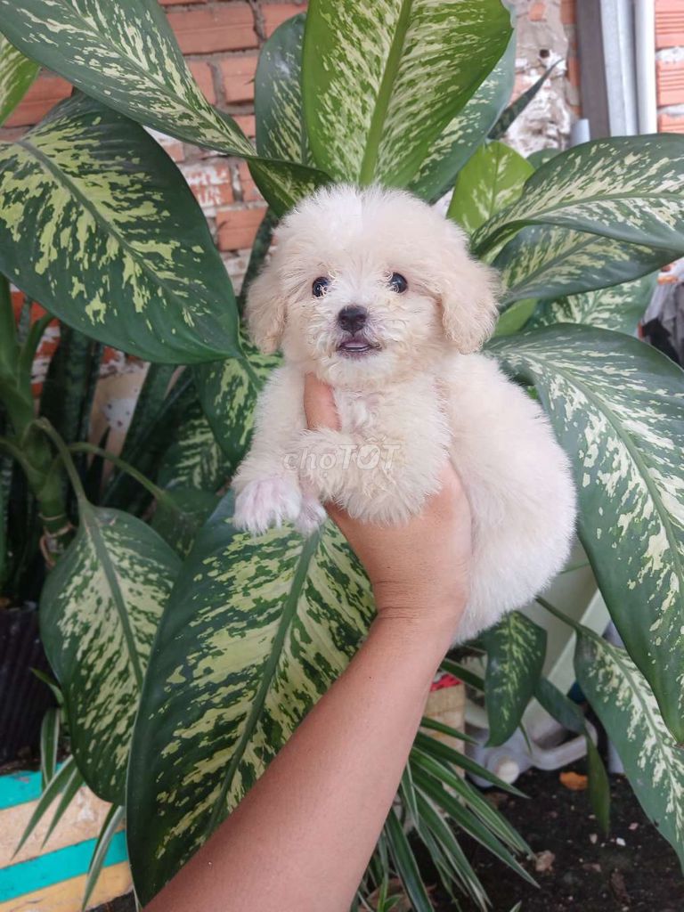 Bán poodle nhà đẻ 1 đực 1 cái mini đáng yêu 😍