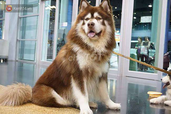 Chó Alaska cái to bự. Mua bán Chó tại Thành phố Đồng Xoài Bình Phước được đăng bởi Nguyễn Tuấn hình 1